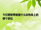 今日更新黄喉是什么动物身上的哪个部位
