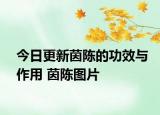 今日更新茵陈的功效与作用 茵陈图片