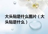 大头贴是什么图片（大头贴是什么）