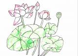 今日更新荷花简笔画（画几朵荷花只需3分钟）