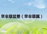 旱伞草盆景（旱伞草属）