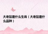 大老鼠是什么生肖（大老鼠是什么品种）