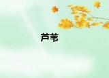 芦苇