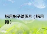 捞月狗子琦照片（捞月狗）