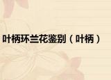 叶柄环兰花鉴别（叶柄）