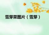 雪芽菜图片（雪芽）