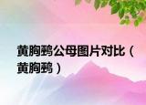 黄胸鹀公母图片对比（黄胸鹀）