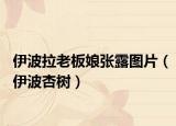 伊波拉老板娘张露图片（伊波杏树）