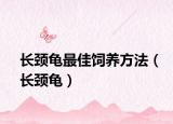 长颈龟最佳饲养方法（长颈龟）