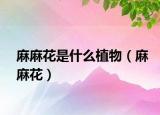 麻麻花是什么植物（麻麻花）