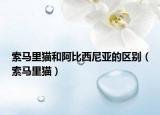 索马里猫和阿比西尼亚的区别（索马里猫）