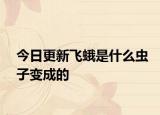 今日更新飞蛾是什么虫子变成的