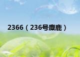 2366（236号麋鹿）