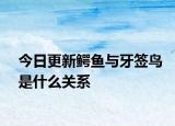 今日更新鳄鱼与牙签鸟是什么关系