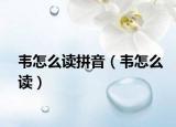 韦怎么读拼音（韦怎么读）