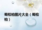 蜀桧柏图片大全（蜀桧柏）