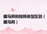 藏马熊和棕熊体型区别（藏马熊）