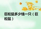 巨松鼠多少钱一只（巨松鼠）