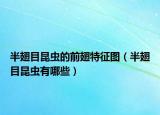 半翅目昆虫的前翅特征图（半翅目昆虫有哪些）