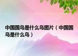中国国鸟是什么鸟图片（中国国鸟是什么鸟）