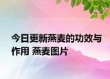 今日更新燕麦的功效与作用 燕麦图片