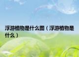 浮游植物是什么图（浮游植物是什么）