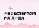 今日更新艾叶的功效与作用 艾叶图片