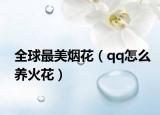 全球最美烟花（qq怎么养火花）