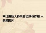 今日更新人参果的功效与作用 人参果图片