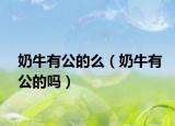 奶牛有公的么（奶牛有公的吗）