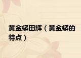 黄金蟒田辉（黄金蟒的特点）