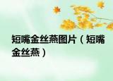 短嘴金丝燕图片（短嘴金丝燕）