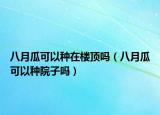 八月瓜可以种在楼顶吗（八月瓜可以种院子吗）