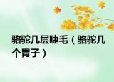 骆驼几层睫毛（骆驼几个胃子）