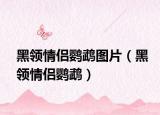 黑领情侣鹦鹉图片（黑领情侣鹦鹉）