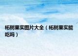 柘树果实图片大全（柘树果实能吃吗）