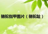 骆驼指甲图片（骆驼趾）