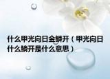 什么甲光向日金鳞开（甲光向日什么鳞开是什么意思）