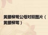 黄腰柳莺公母对照图片（黄腰柳莺）