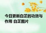 今日更新白芷的功效与作用 白芷图片