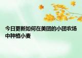今日更新如何在美团的小团农场中种植小麦