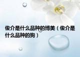 俊介是什么品种的博美（俊介是什么品种的狗）