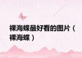 裸海蝶最好看的图片（裸海蝶）