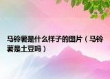 马铃薯是什么样子的图片（马铃薯是土豆吗）