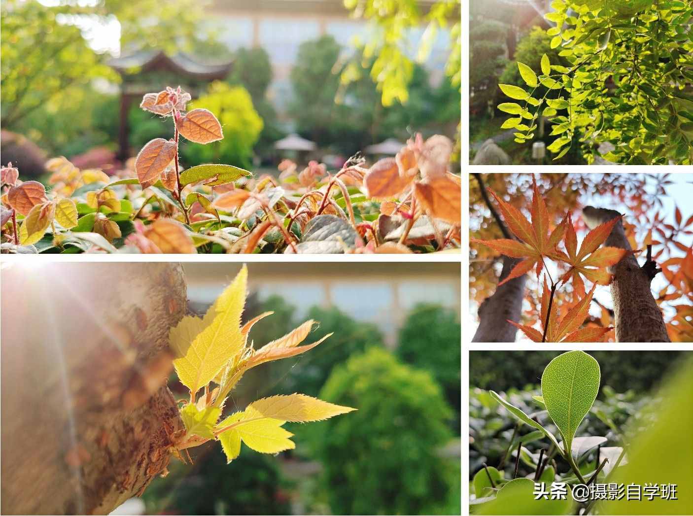 手机摄影入门课，记住这4个重点，你也能随手拍美小叶片