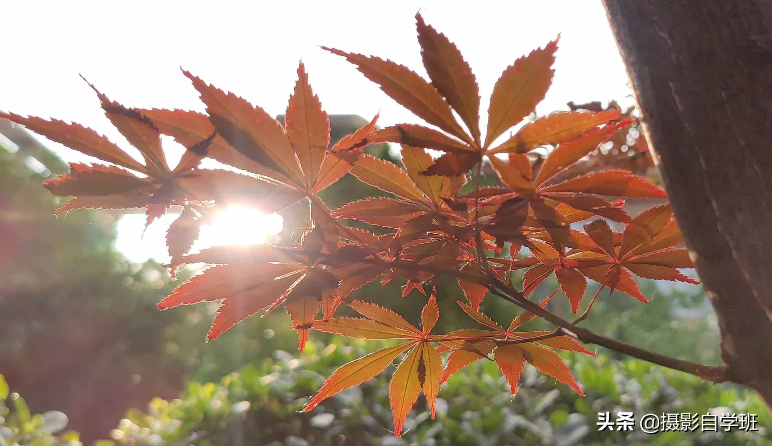 手机摄影入门课，记住这4个重点，你也能随手拍美小叶片