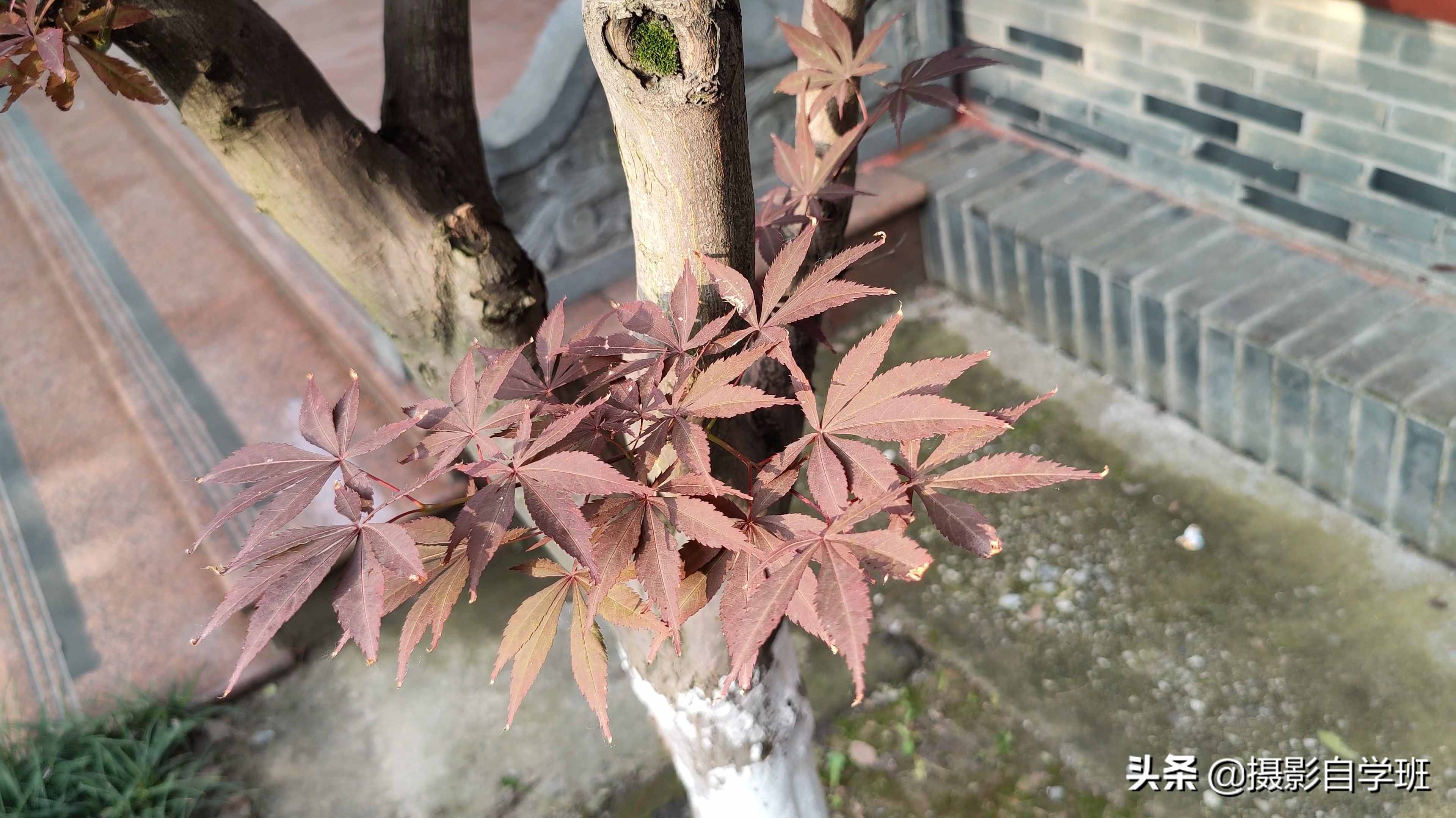 手机摄影入门课，记住这4个重点，你也能随手拍美小叶片