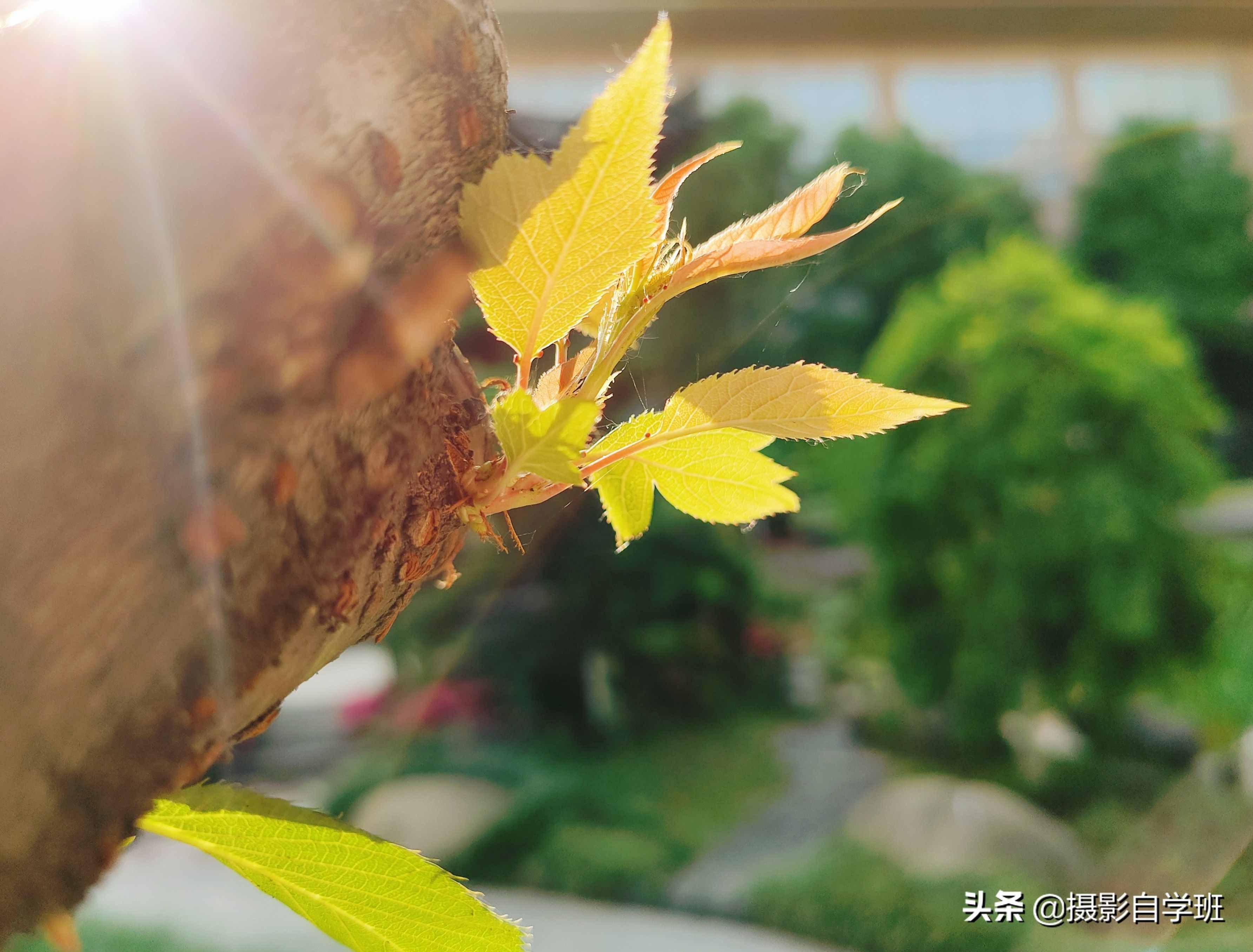 手机摄影入门课，记住这4个重点，你也能随手拍美小叶片