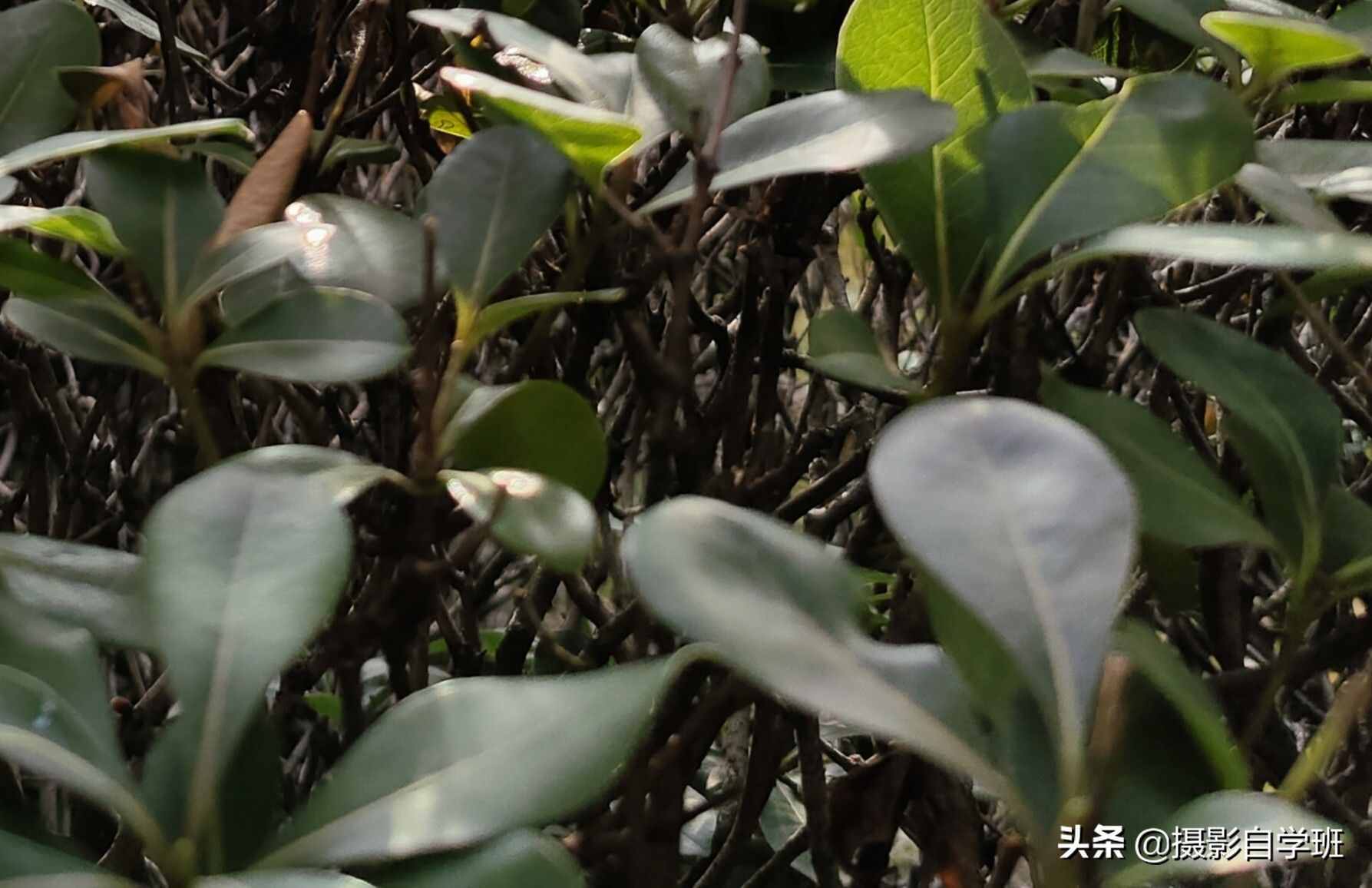 手机摄影入门课，记住这4个重点，你也能随手拍美小叶片