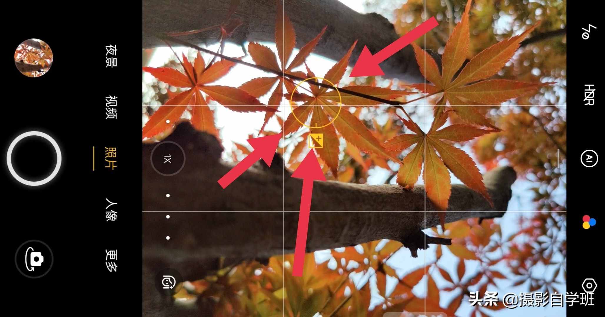 手机摄影入门课，记住这4个重点，你也能随手拍美小叶片